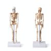 Pipilily Mini Skeleton Model Adjustable Plastic Human Figure 7.8 Inch-3