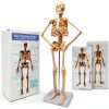 Human Skeleton Model NEW HORIZON Hand Painted Educational Anatomical-0