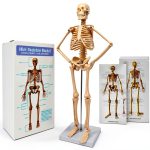 Human Skeleton Model NEW HORIZON Hand Painted Educational Anatomical-0