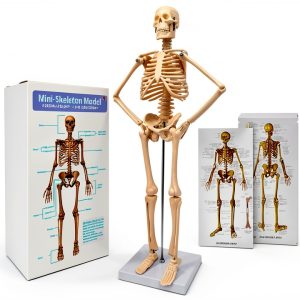 Human Skeleton Model NEW HORIZON Hand Painted Educational Anatomical-0