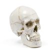 Anatomical Skull Model Medarchitect UL127 Laser Etched PVC Kit-5
