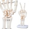 LVCHEN Human Hand Skeleton Model Anatomical Educational Tool with-0