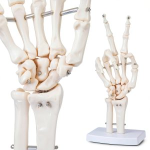 LVCHEN Human Hand Skeleton Model Anatomical Educational Tool with-0