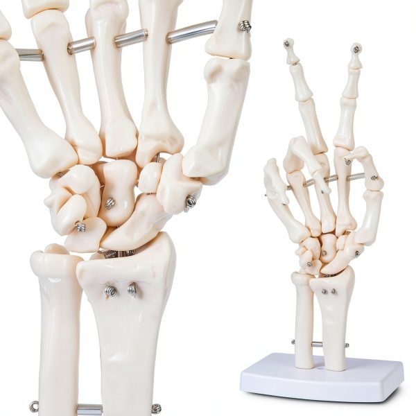 LVCHEN Human Hand Skeleton Model Anatomical Educational Tool with-0