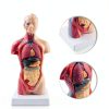 Human Torso Model 10.5 Inch 15‑Part Anatomical Set by breesky Red-5