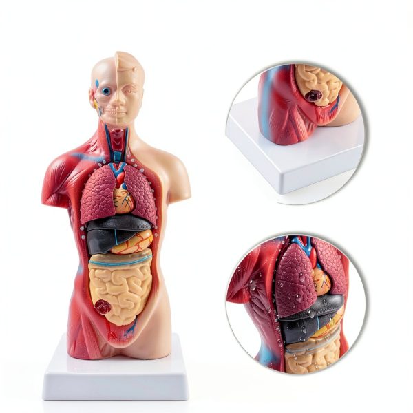Human Torso Model 10.5 Inch 15‑Part Anatomical Set by breesky Red-5