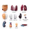 Human Torso Model 10.5 Inch 15‑Part Anatomical Set by breesky Red-4
