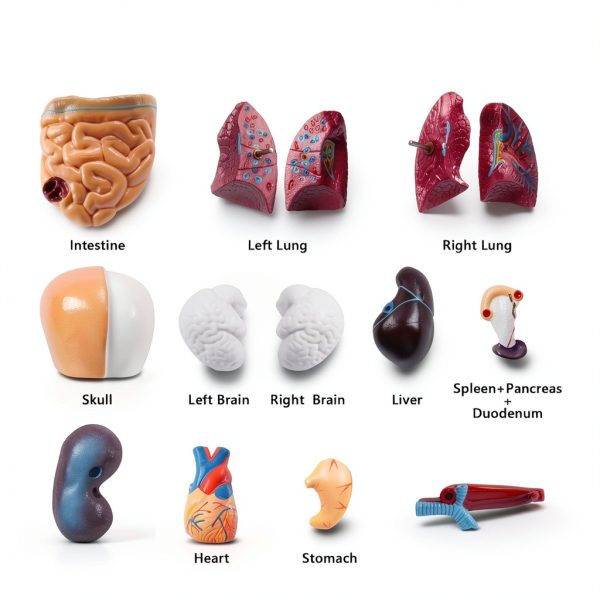 Human Torso Model 10.5 Inch 15‑Part Anatomical Set by breesky Red-4