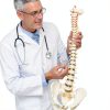 Ruiishunyy Human Spine Model Life Size Flexible PVC Educational Tool-5