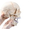 LANDIE Anatomical Skull Model with Magnetic Joints and Movable Jaw-1