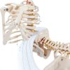 Life Size Human Skeleton 70.8in GOFLAME Model with Rolling Stand-7