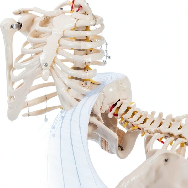 Life Size Human Skeleton 70.8in GOFLAME Model with Rolling Stand-7