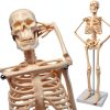 Human Skeleton Model NEW HORIZON Hand Painted Educational Anatomical-2