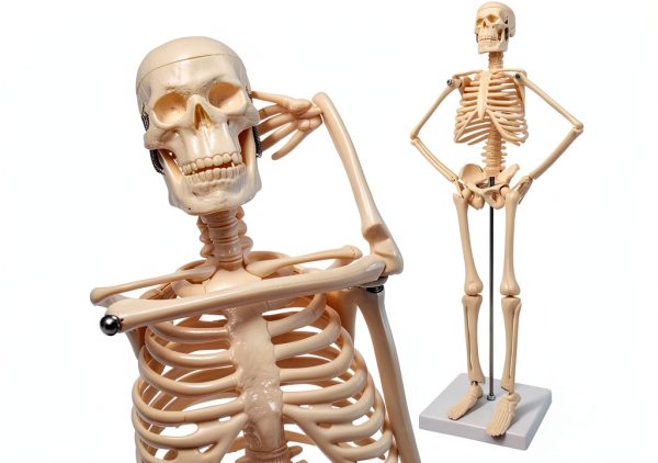 Human Skeleton Model NEW HORIZON Hand Painted Educational Anatomical-2