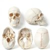 LANDIE Anatomical Skull Model with Magnetic Joints and Movable Jaw-4