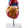 Heart Anatomical Model 2‑Piece PVC Educational Set by QWORK Red-2
