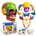 Anatomy Exploded Skull Model NEW HORIZON Large Colorful 15‑Piece-0