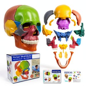 Anatomy Exploded Skull Model NEW HORIZON Large Colorful 15‑Piece-0