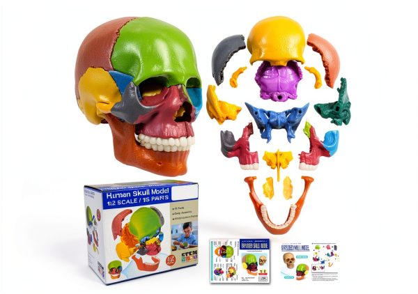 Anatomy Exploded Skull Model NEW HORIZON Large Colorful 15‑Piece-0