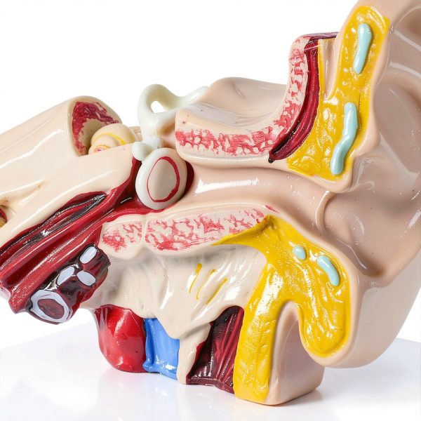 Zerduomoxing 1.5x Human Ear Anatomy Model PVC Washable with Base by-2