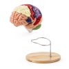 Human Brain Model AnatomyPro with Color‑coded Areas-1