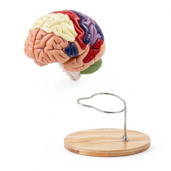 Human Brain Model AnatomyPro with Color‑coded Areas-1