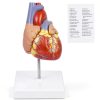 Breesky Life Size Human Heart Model 2‑Part Magnetic Anatomical Aid-0