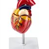 QWORK PVC Heart Anatomical Model 2‑Part Magnetic Mount Life‑Size Kit-2