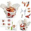 Female Pelvic Floor Model Benilev Life Size Hand Painted PVC-0