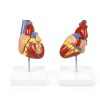 Breesky Life Size Human Heart Model 2‑Part Magnetic Anatomical Aid-4