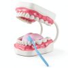 Magnum Mouth Model Ultrassist 6x Enlarged Model with White Hinge-0