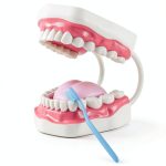 Magnum Mouth Model Ultrassist 6x Enlarged Model with White Hinge-0
