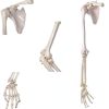 Human Upper Limb Skeleton Model EVOTECH SCIENTIFIC PVC Life Size Arm-2