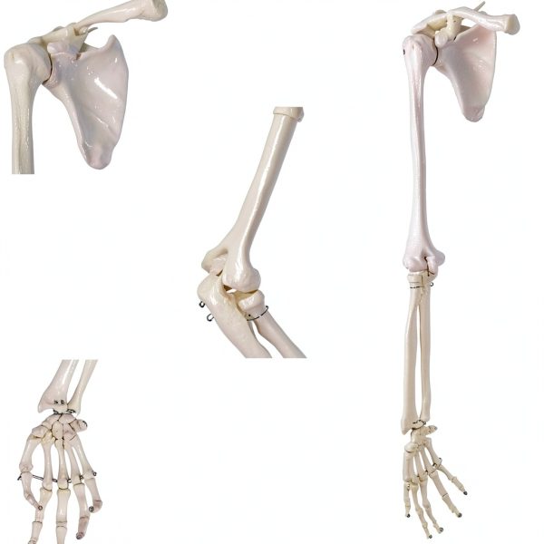 Human Upper Limb Skeleton Model EVOTECH SCIENTIFIC PVC Life Size Arm-2