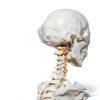 Breesky 70.8 Inch Human Skeleton Model with Articulated Bones-2