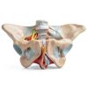 Benilev Female Pelvic Floor Model Life Size Anatomical Aid NA586-1