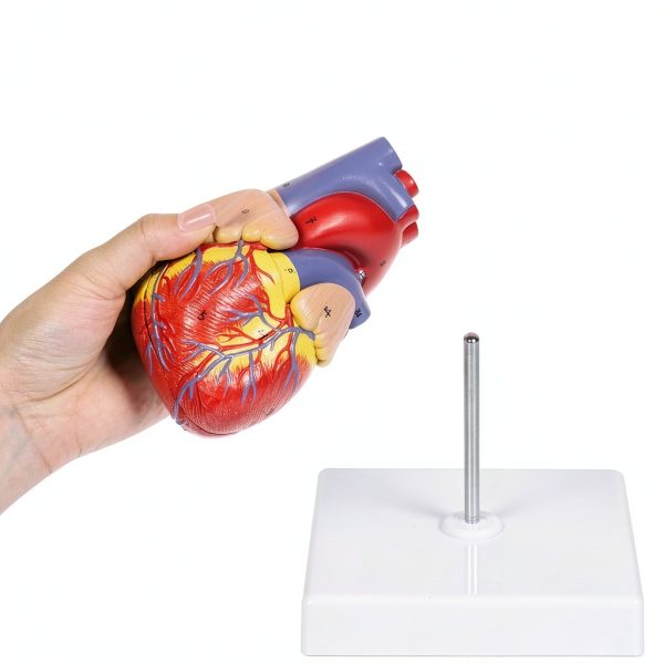 Breesky Life Size Human Heart Model 2‑Part Magnetic Anatomical Aid-3