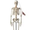 Breesky 70.8 Inch Human Skeleton Model with Articulated Bones-7