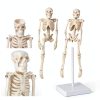 Pipilily Mini Skeleton Model Adjustable Plastic Human Figure 7.8 Inch-4