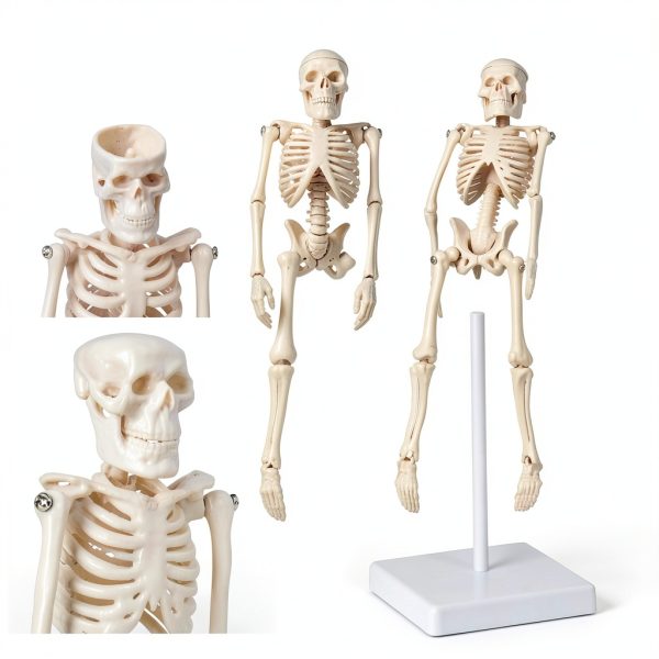 Pipilily Mini Skeleton Model Adjustable Plastic Human Figure 7.8 Inch-4