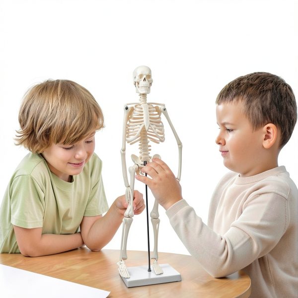Human Skeleton Model NEW HORIZON Hand Painted Educational Anatomical-6