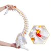 Ruiishunyy Human Spine Model Life Size Flexible PVC Educational Tool-2