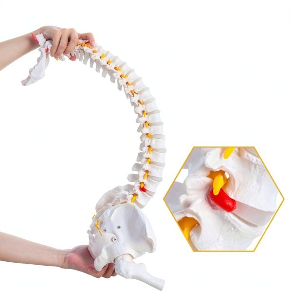 Ruiishunyy Human Spine Model Life Size Flexible PVC Educational Tool-2