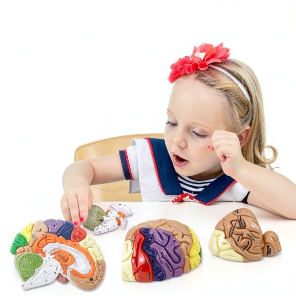 2X Life-Size Brain Model HYTRDFS Anatomical Model with Color Labels-4