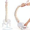 Ruiishunyy Human Spine Model Life Size Flexible PVC Educational Tool-0