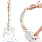 Ruiishunyy Human Spine Model Life Size Flexible PVC Educational Tool-0