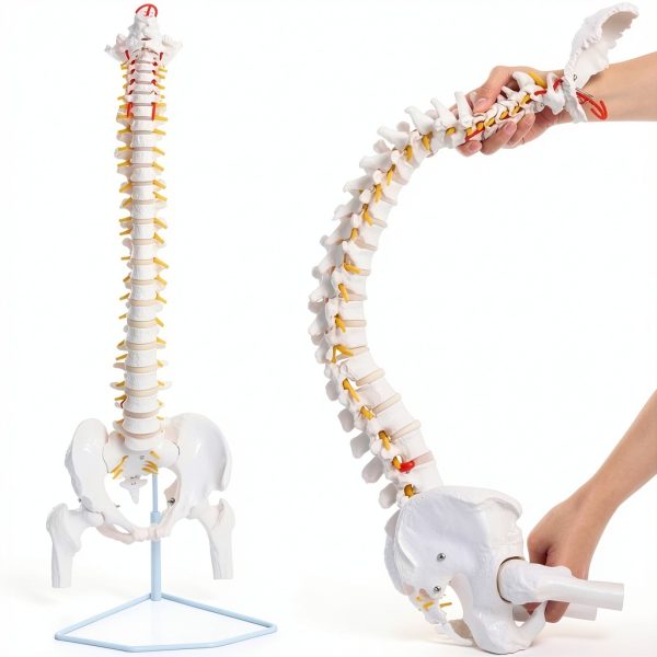Ruiishunyy Human Spine Model Life Size Flexible PVC Educational Tool-0
