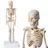 Pipilily Mini Skeleton Model Adjustable Plastic Human Figure 7.8 Inch-0