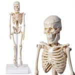 Pipilily Mini Skeleton Model Adjustable Plastic Human Figure 7.8 Inch-0