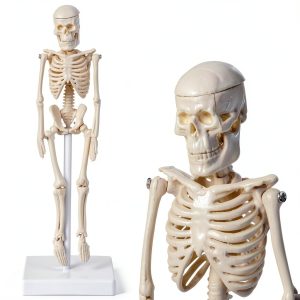 Pipilily Mini Skeleton Model Adjustable Plastic Human Figure 7.8 Inch-0